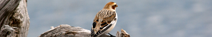 Snow Bunting